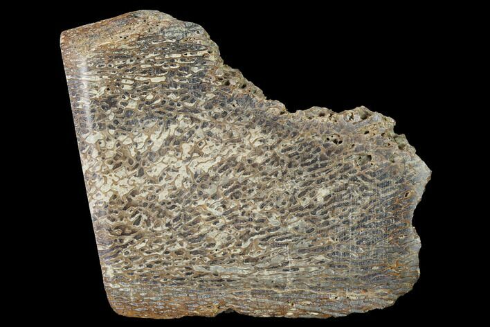 Polished Pliosaur (Liopleurodon) Bone - England #164868